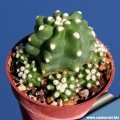 E. triglochidiatus var mohavensis ''inermis''