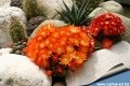 Grown outdoor in the rock garden all year round without any protection against rain and snow.