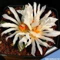 Ariocarpus retusus LH453 Las Tablas