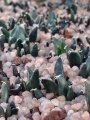 Seedlings