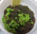 Seedlings.