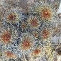 Parodia maassii a large clump, Bolivia.