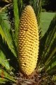 Male cone.