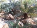 Some of the trunked specimens in the Jurassic Cycad Gardens Ex-Situ conservation collection.