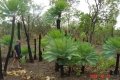 Male cones on the tall cycads at the back.