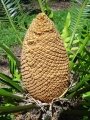 Developing (immature) pollen cone.