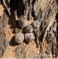 Larryleachia cactiformis in habitat.