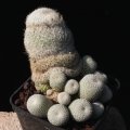JM101 (Collector: Josef Mikulas) locality: Sitting Bull Canyon, New Mexico, USA