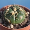 Gymnocalycium denudatum GF32 Cacapava do Sul to Lavras do Sul km 22, Rio Grande do Sul, Brazil.