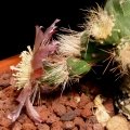 Sometime it produces flowers from the areoles on the hypantium of another flower. In the photo a chain of three flower.