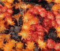 This is one of the most floriferous cactus.